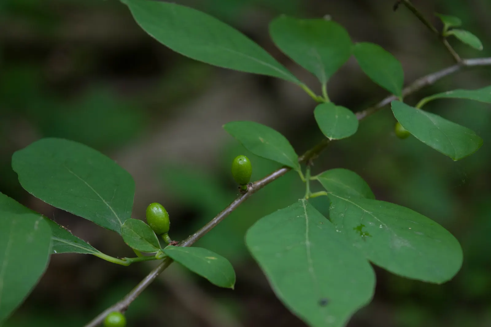 Spice Bush (Calycanthus Occidentalis) — it renders a robust performance; green leaves blanket the shrub throughout the growing season