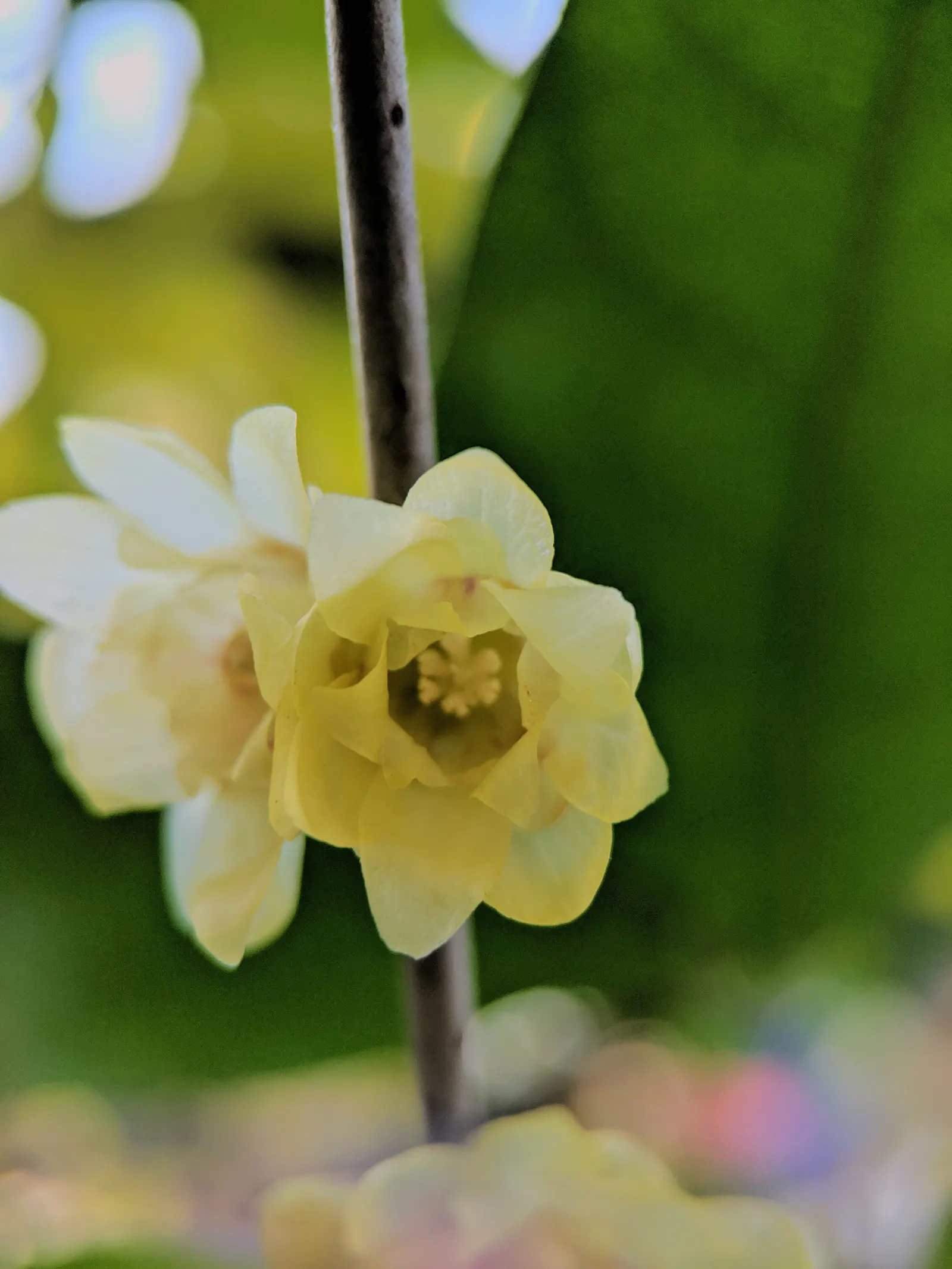Spice Bush (Calycanthus Occidentalis) — is a deciduous shrub native to North America