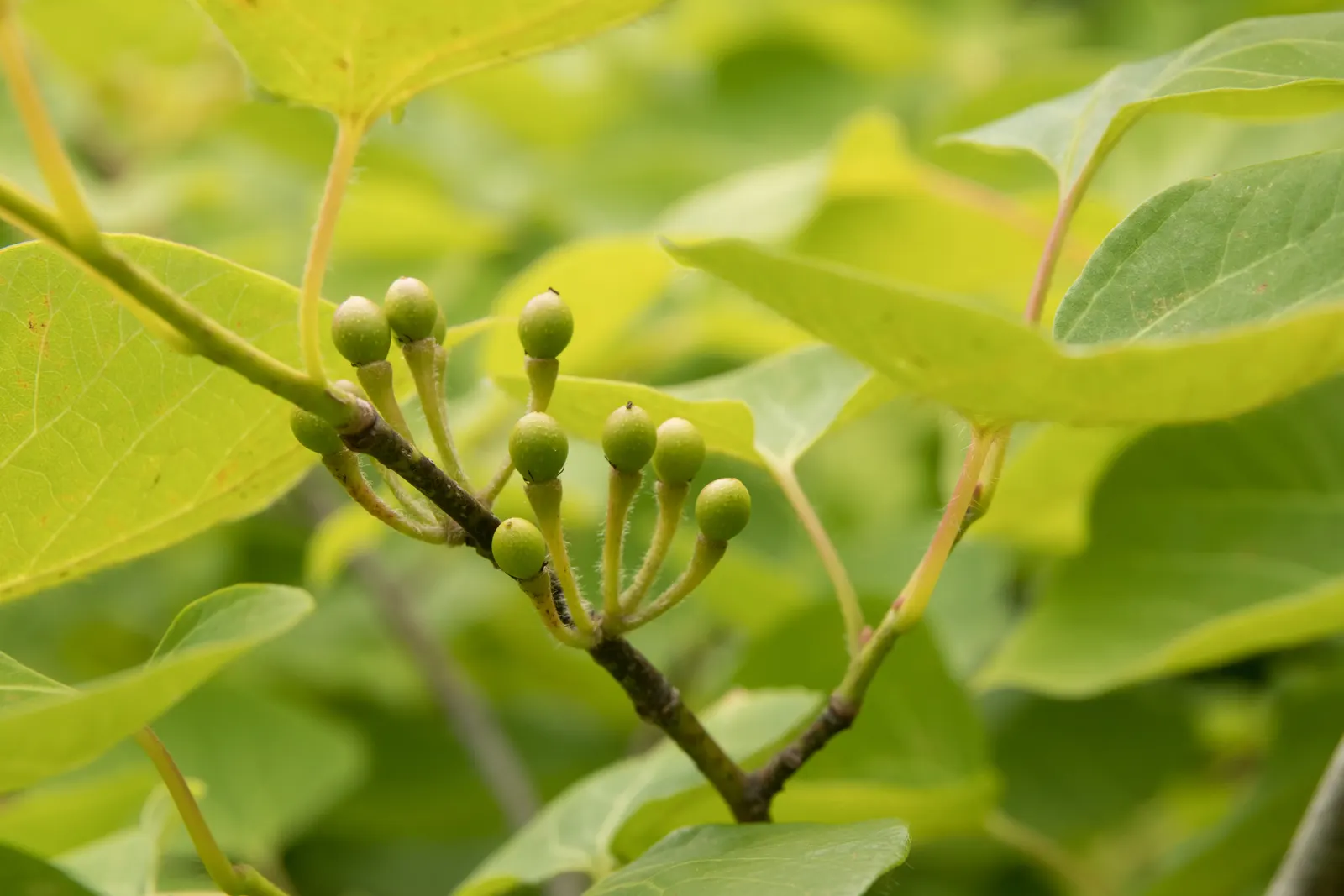 Spice Bush (Calycanthus Occidentalis) — It is relatively adaptable, however, tolerating a range of soil types; affording flexibility in maintaining, image 64