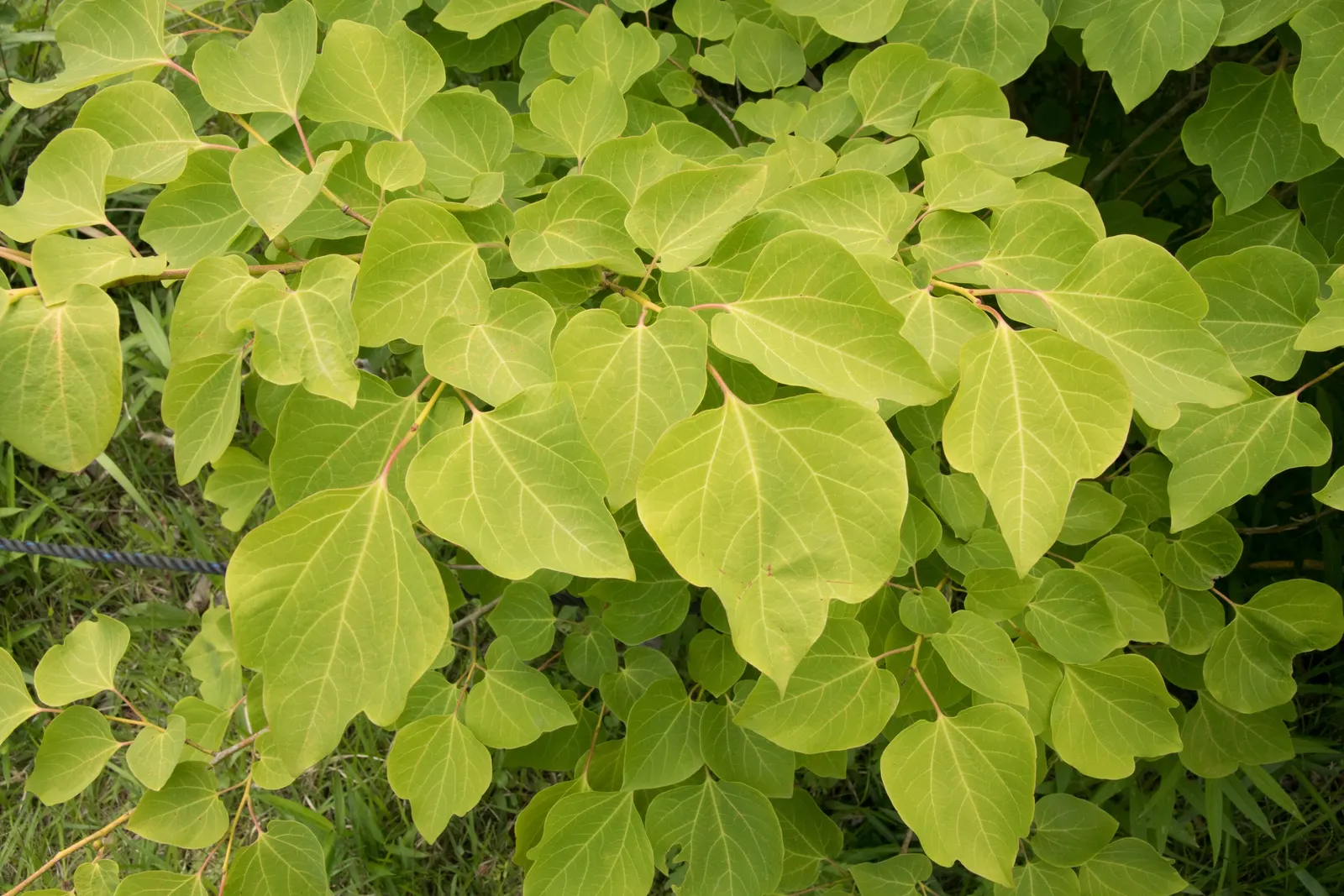 Spice Bush (Calycanthus Occidentalis) — For horticultural zones 7 through 9; it features aromatic, maroon to reddish-brown flowers in late spring and summer