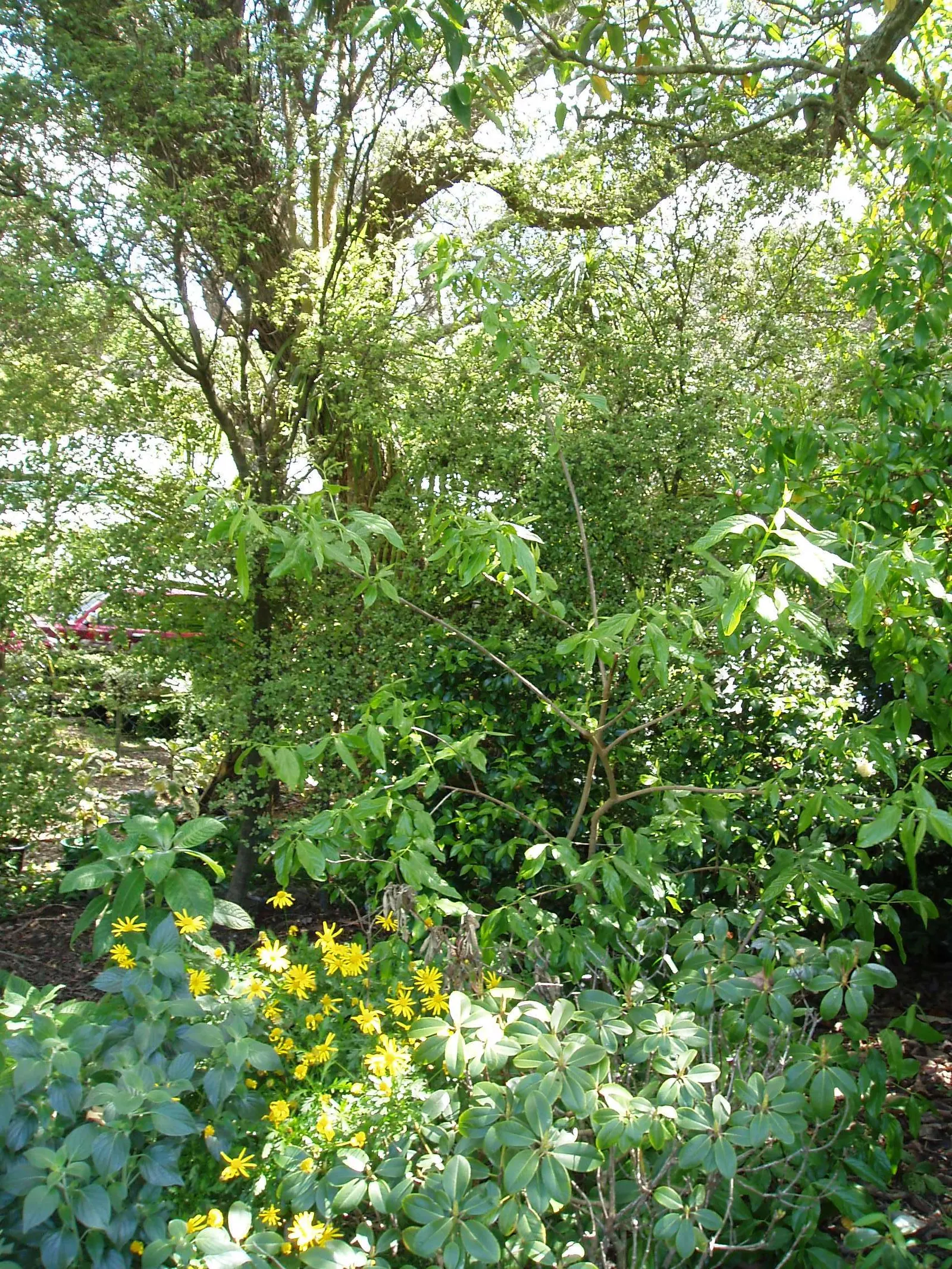 Spice Bush (Calycanthus Occidentalis) — green leaves blanket the shrub throughout the growing season; each leaf ranges from 2 to 6 inches long, image 84