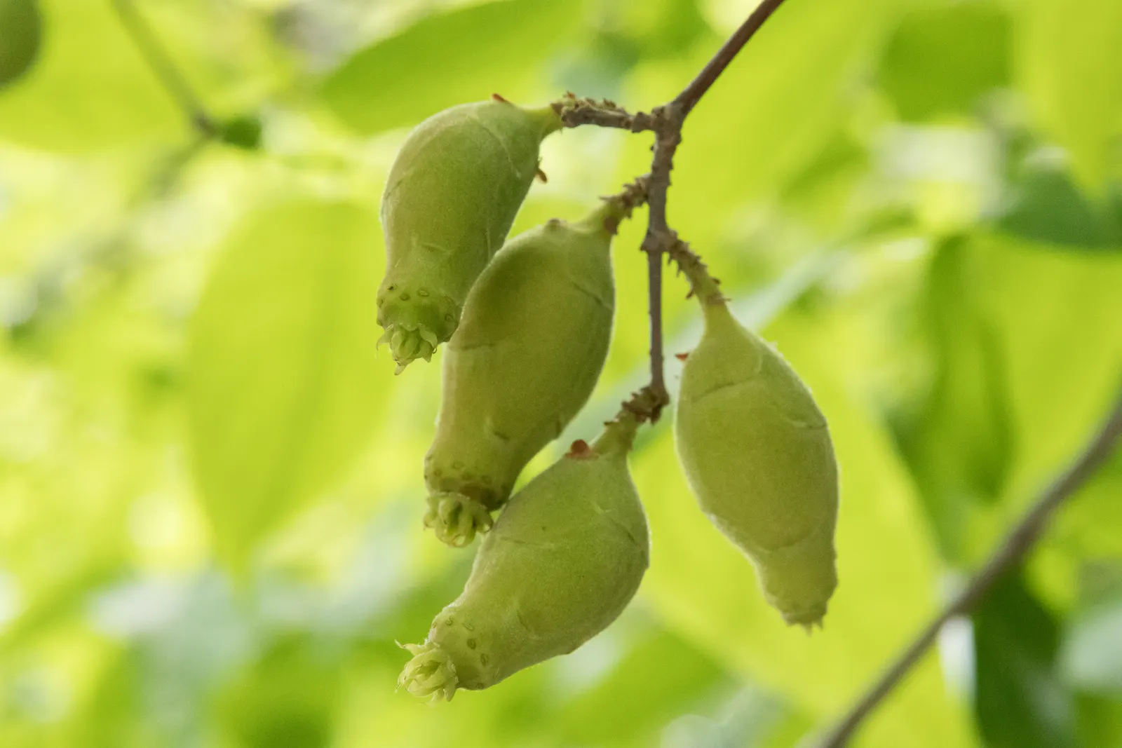 Spice Bush (Calycanthus Occidentalis) — Thriving in full sun to partial shade and moist; its dense foliage lends itself well to creating secluded, image 53
