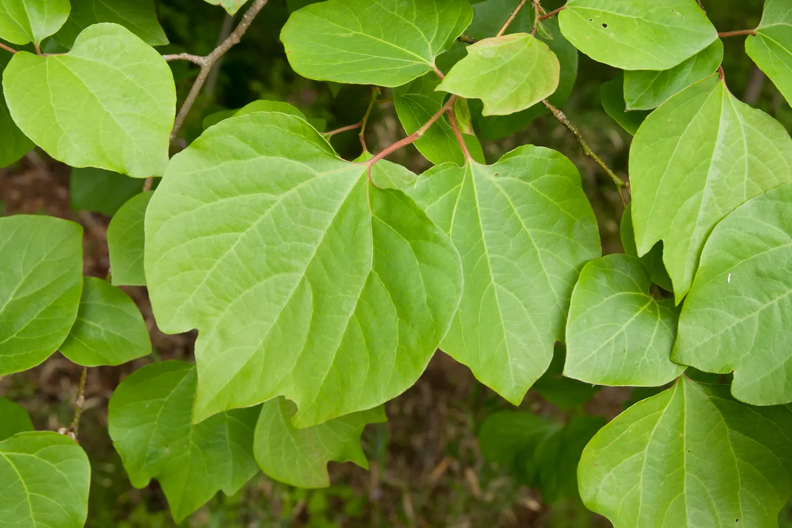Spice Bush (Calycanthus Occidentalis) — apple-like scent.<br><br>The Spice Bush prefers a position in full sun to partial shade and thrives in moist, image 138