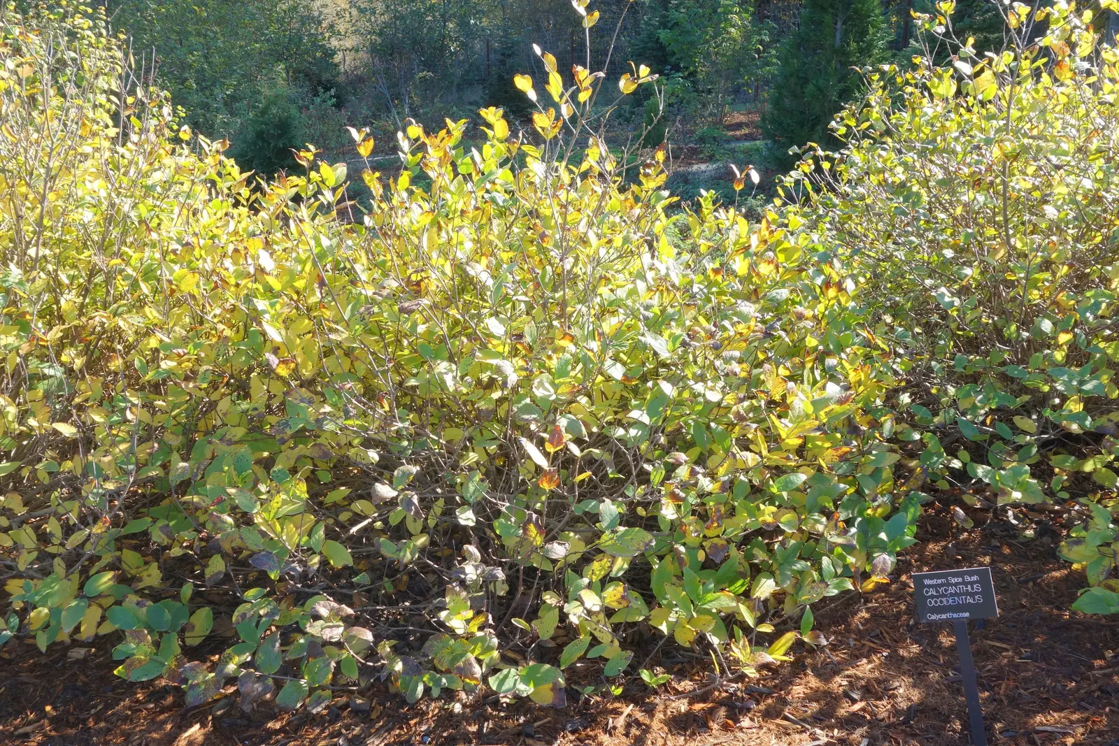 Spice Bush (Calycanthus Occidentalis) — affording flexibility in maintaining the desired shape and size; typically about 2 to 3 inches across, image 195