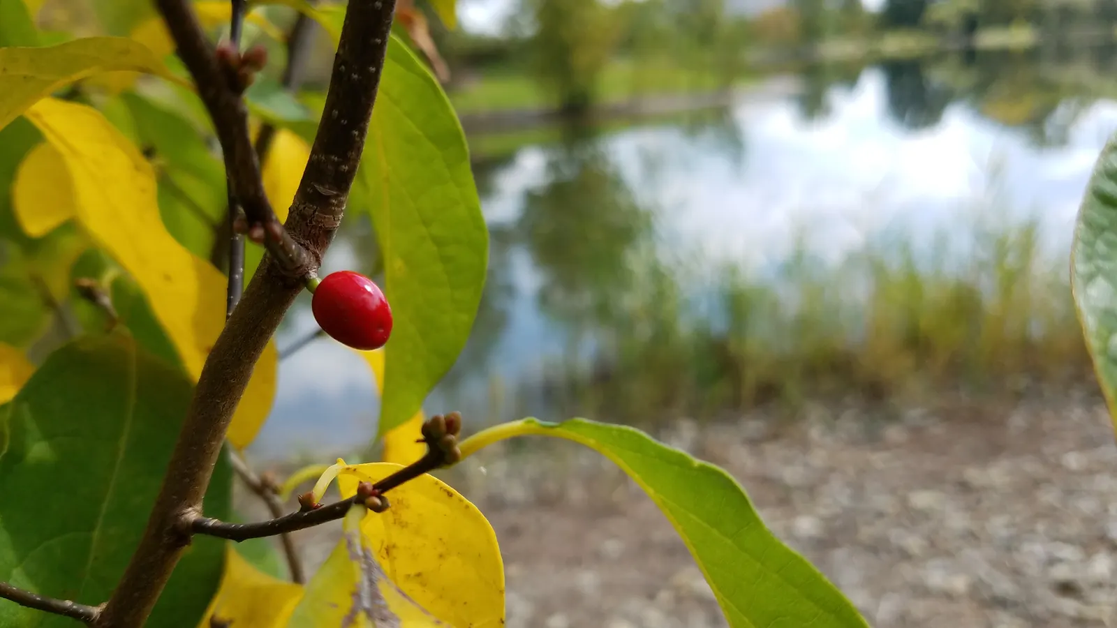 Spice Bush (Calycanthus Occidentalis) — commonly known as the Spice Bush; it is relatively adaptable, however, tolerating a range of soil types, image 181