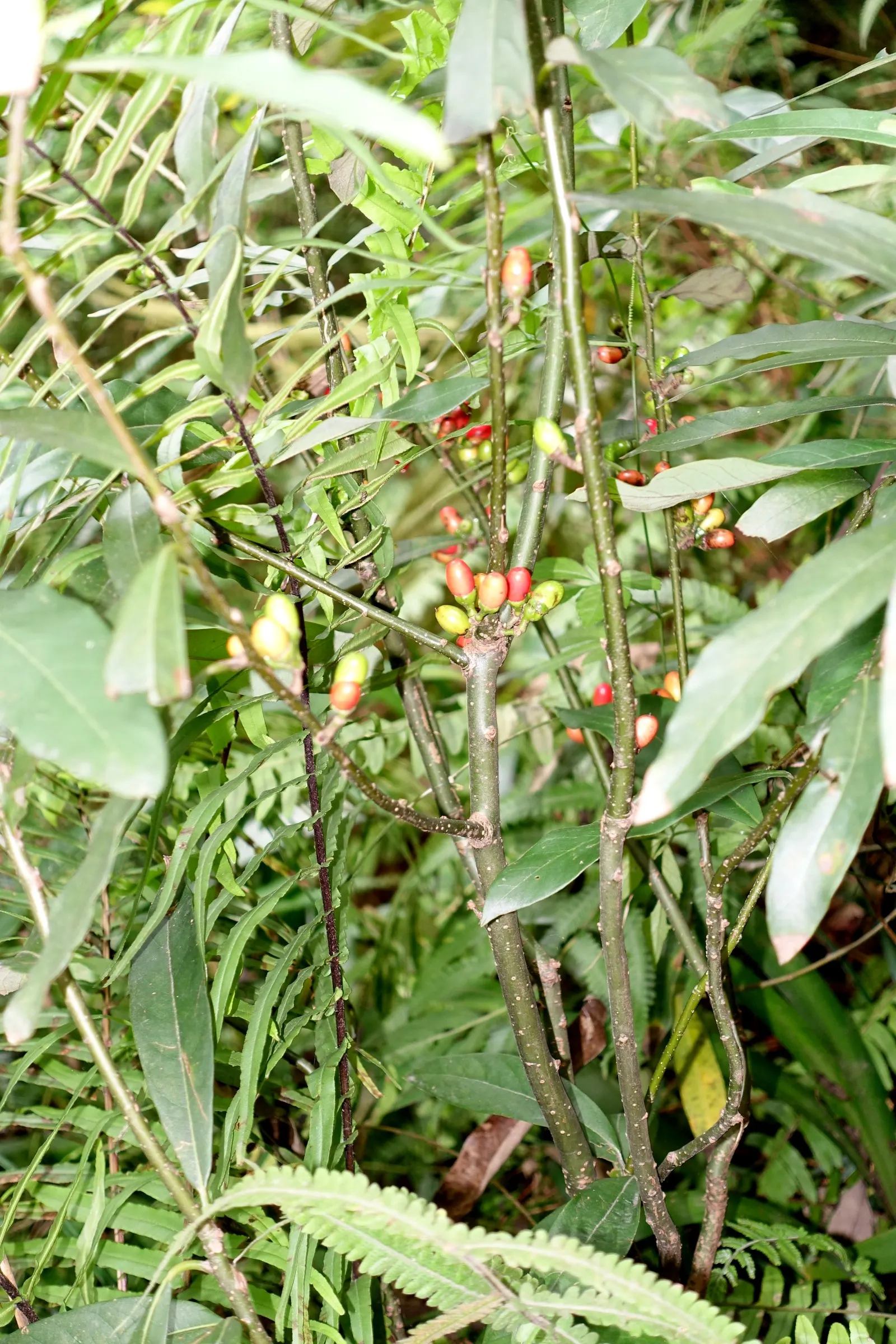 Spice Bush (Calycanthus Occidentalis) — it reaches up to 9 feet in height and spreads to 12 feet; shrub for half or shade, image 204