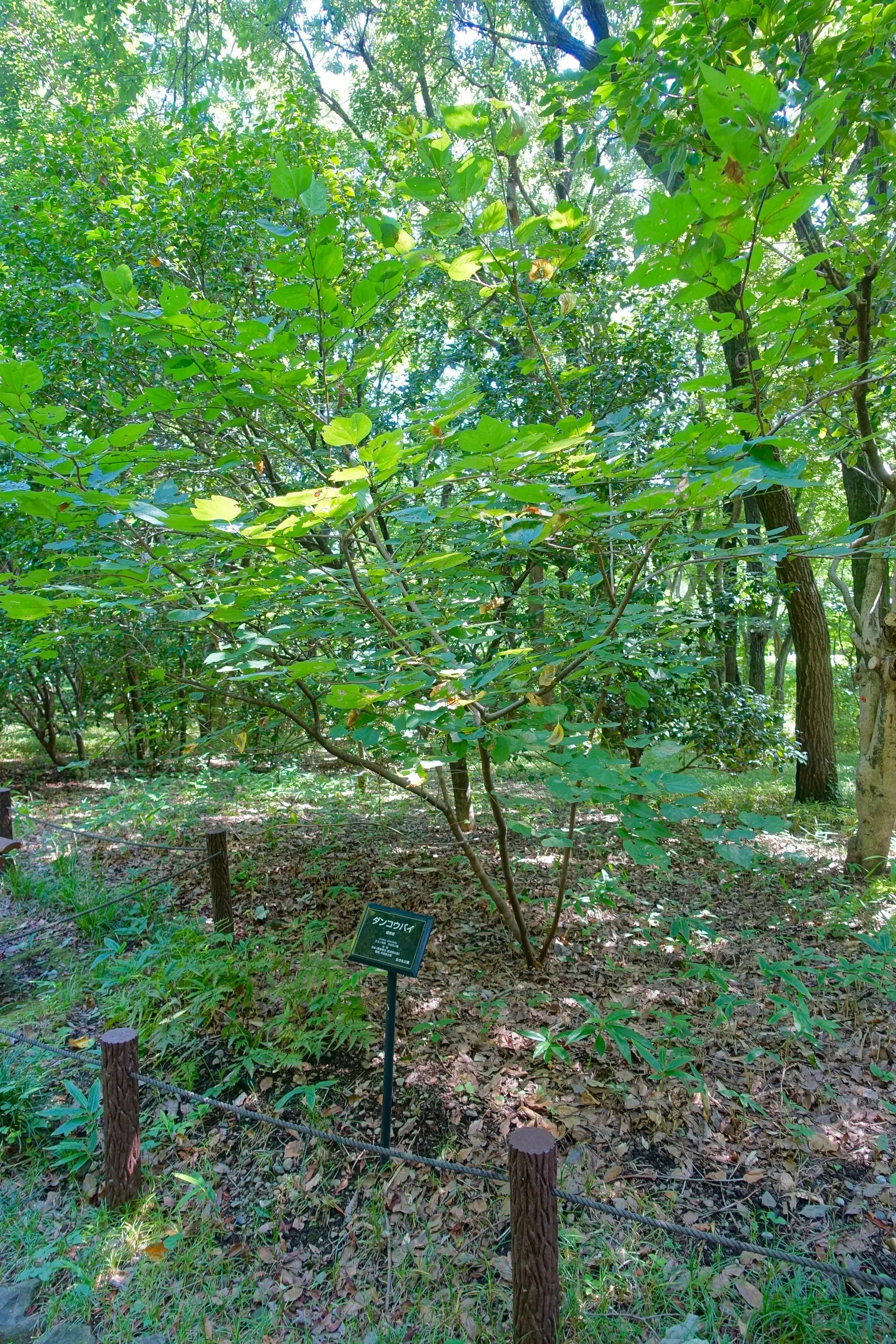 Spice Bush (Calycanthus Occidentalis) — with minimal care required once established.<br><br>When designing a landscape; it renders a robust, image 117