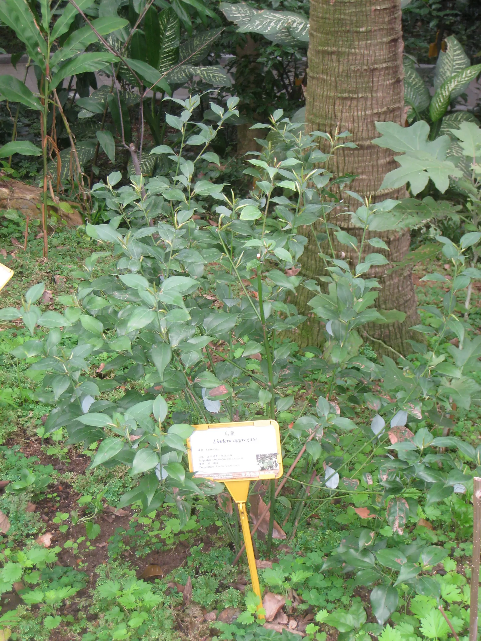 Spice Bush (Calycanthus Occidentalis) — which is an invaluable trait for tailored garden designs; remember that this shrub's growth habit supports pruning