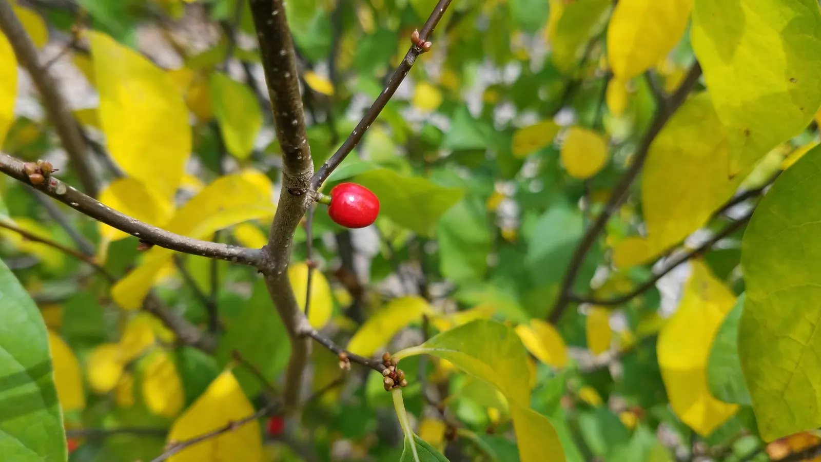 Spice Bush (Calycanthus Occidentalis) — In late spring to early summer, visitors will be awed by the plant's intriguing dark red to maroon flowers, image 161