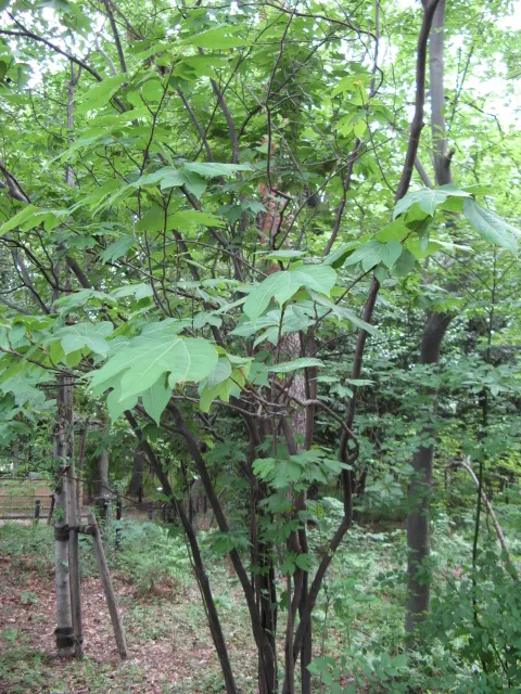 Spice Bush (Calycanthus Occidentalis) — Remember that this shrub's growth habit supports pruning; adds fragrant, natural charm and understory, image 119