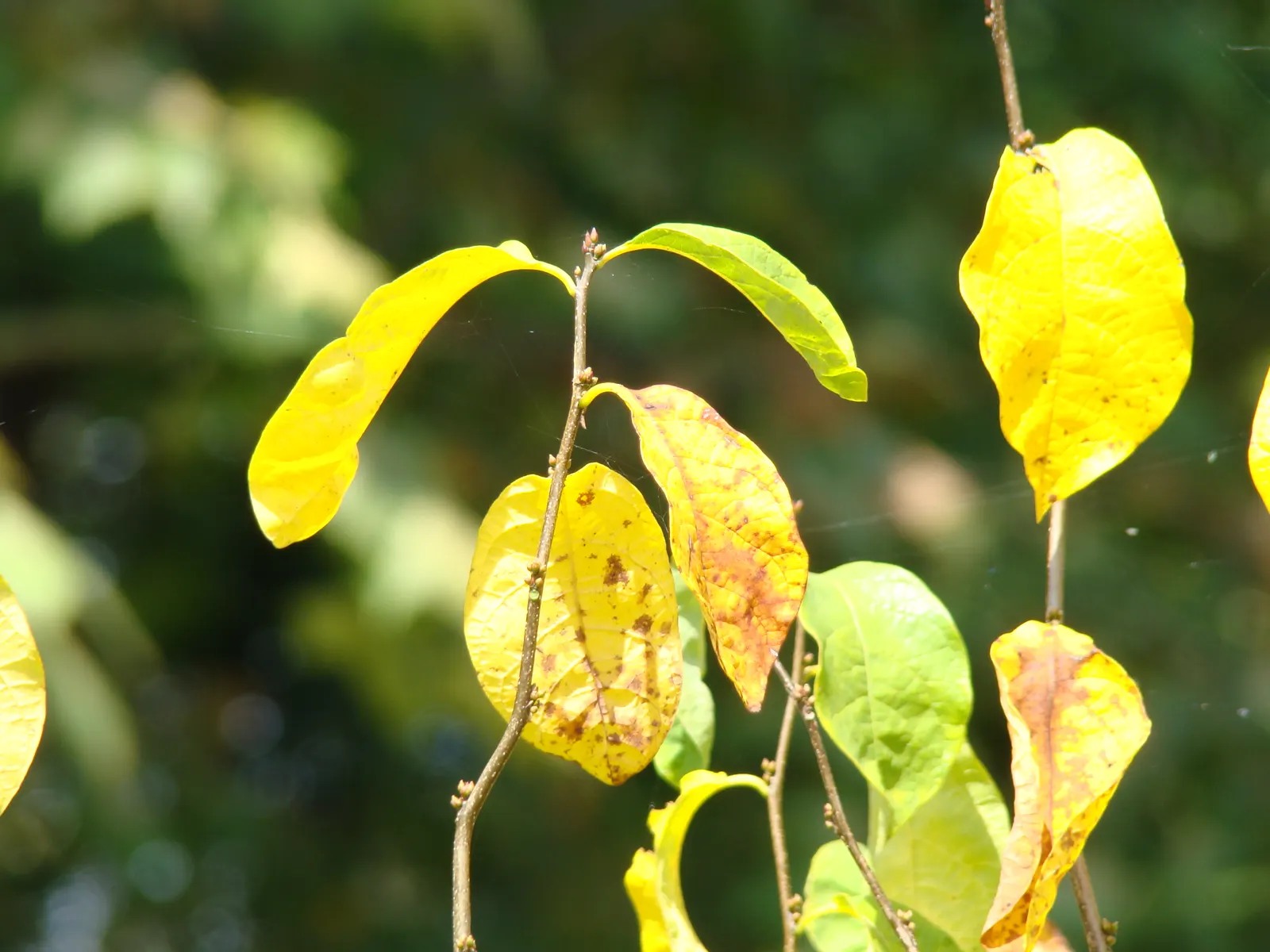 Spice Bush (Calycanthus Occidentalis) — It is relatively adaptable, however, tolerating a range of soil types; affording flexibility in maintaining the desired