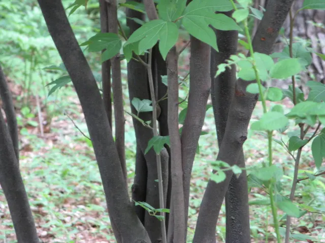 Spice Bush (Calycanthus Occidentalis) — is a deciduous shrub native to North America; which is an invaluable trait for tailored garden designs, image 57