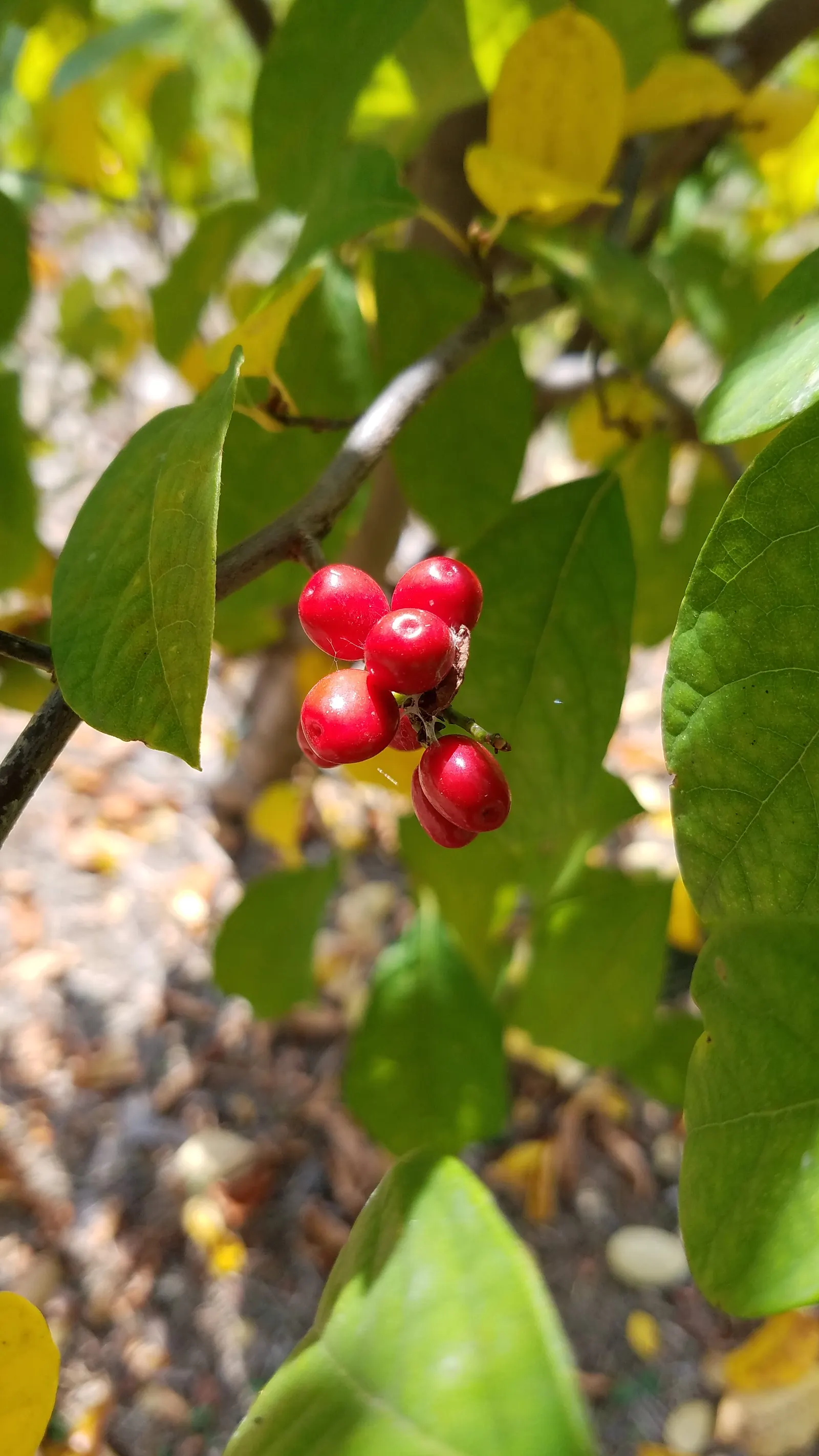 Spice Bush (Calycanthus Occidentalis) — shrub with red blooms; for horticultural zones 7 through 9, image 149