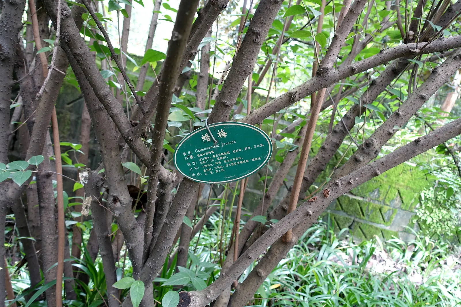 Spice Bush (Calycanthus Occidentalis) — apple-like scent.<br><br>The Spice Bush prefers a position in full sun to partial shade and thrives in moist, image 88