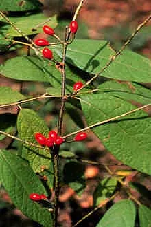 Spice Bush (Calycanthus Occidentalis) — The Spice Bush, with its sensory delights and aesthetic appeal, is a remarkable addition to any landscape, image 197