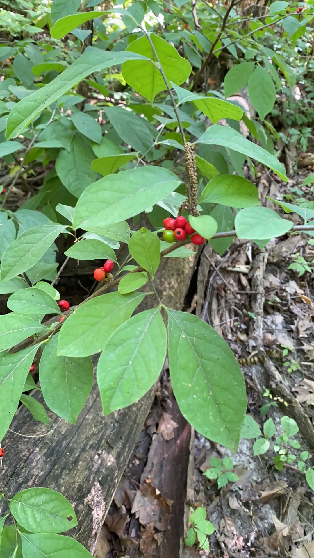 Spice Bush (Calycanthus Occidentalis) — Calycanthus occidentalis, commonly known as Spice Bush, is a deciduous shrub native to western North, image 151