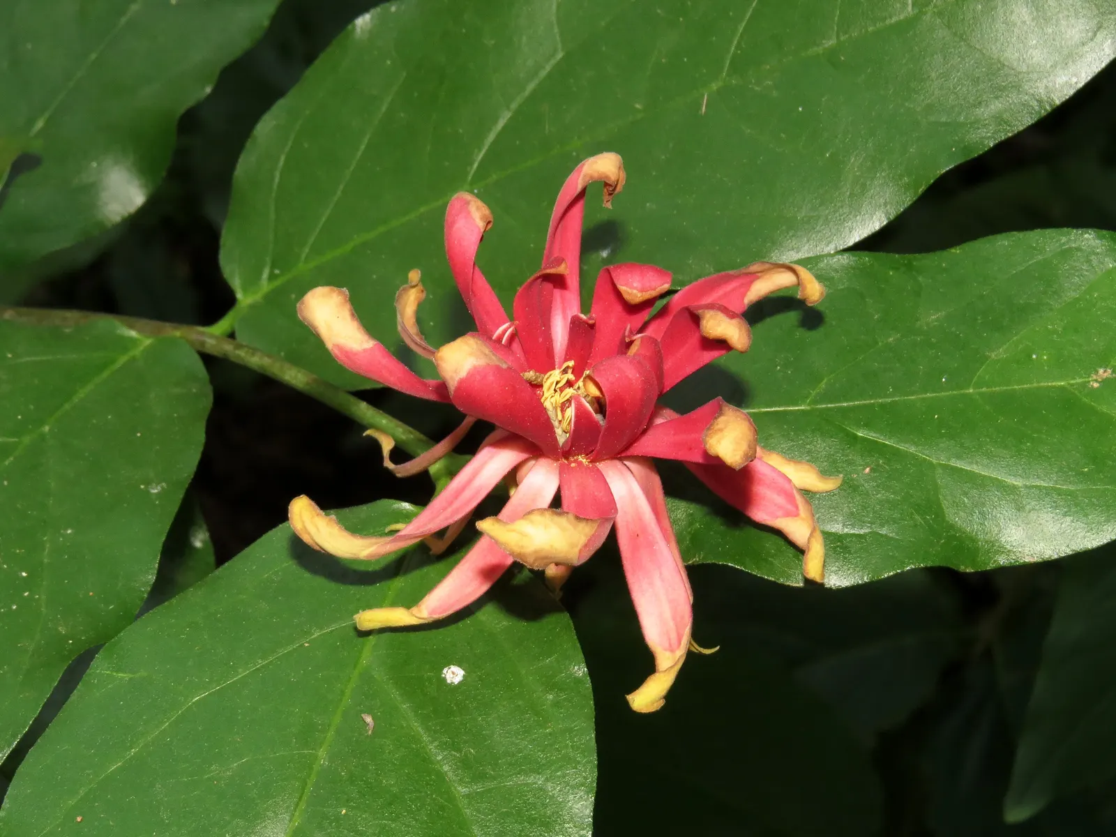Spice Bush (Calycanthus Occidentalis) — is a deciduous shrub native to North America; which is an invaluable trait for tailored garden designs, image 182