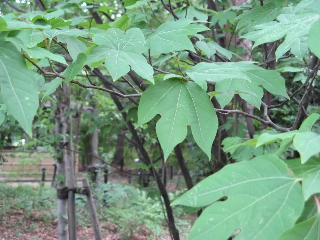 Spice Bush (Calycanthus Occidentalis) — particularly the western United States; thriving in full sun to partial shade and moist, image 108