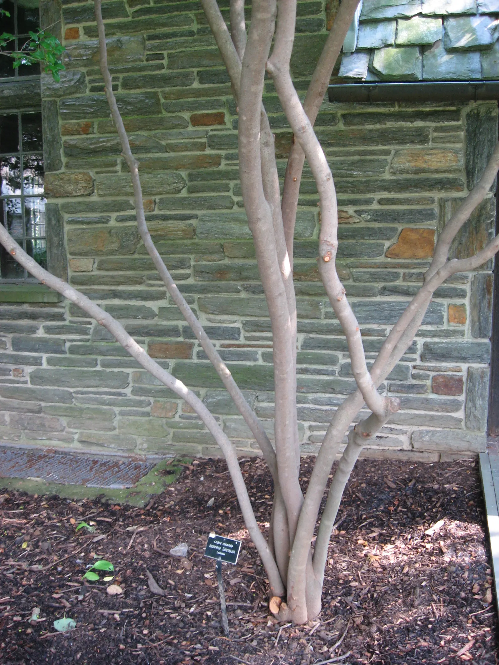 Spice Bush (Calycanthus Occidentalis) — In late spring to early summer, visitors will be awed by the plant's intriguing dark red to maroon flowers, image 111