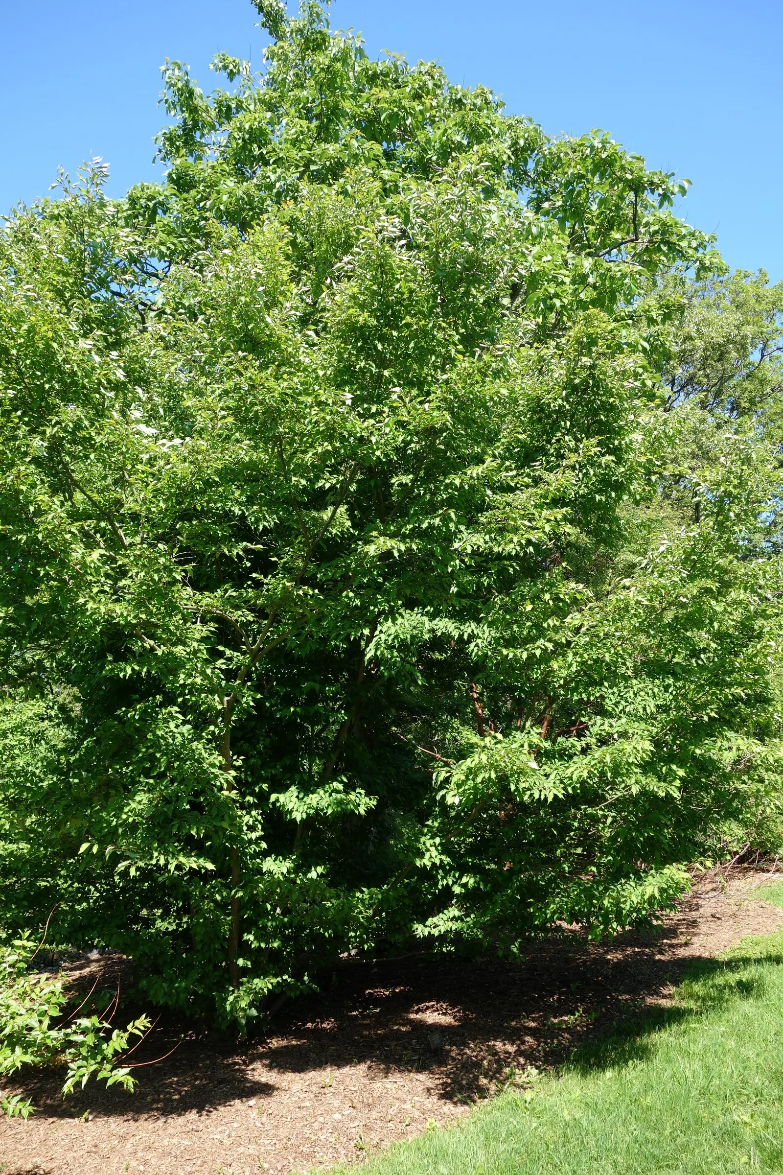 Spice Bush (Calycanthus Occidentalis) — apple-like scent.<br><br>The Spice Bush prefers a position in full sun to partial shade and thrives in moist, image 163