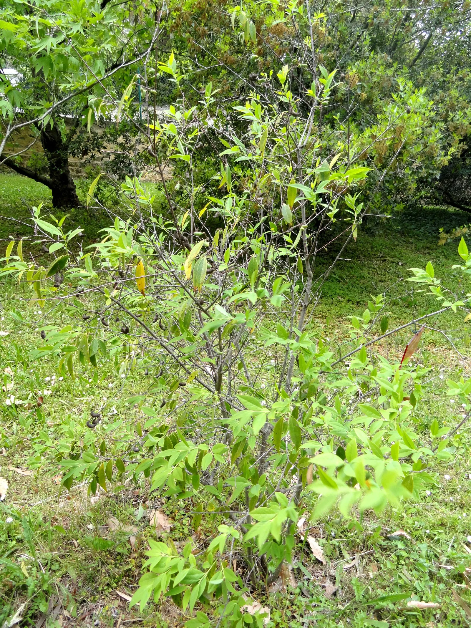 Spice Bush (Calycanthus Occidentalis) — For horticultural zones 7 through 9; it features aromatic, maroon to reddish-brown flowers in late spring, image 65