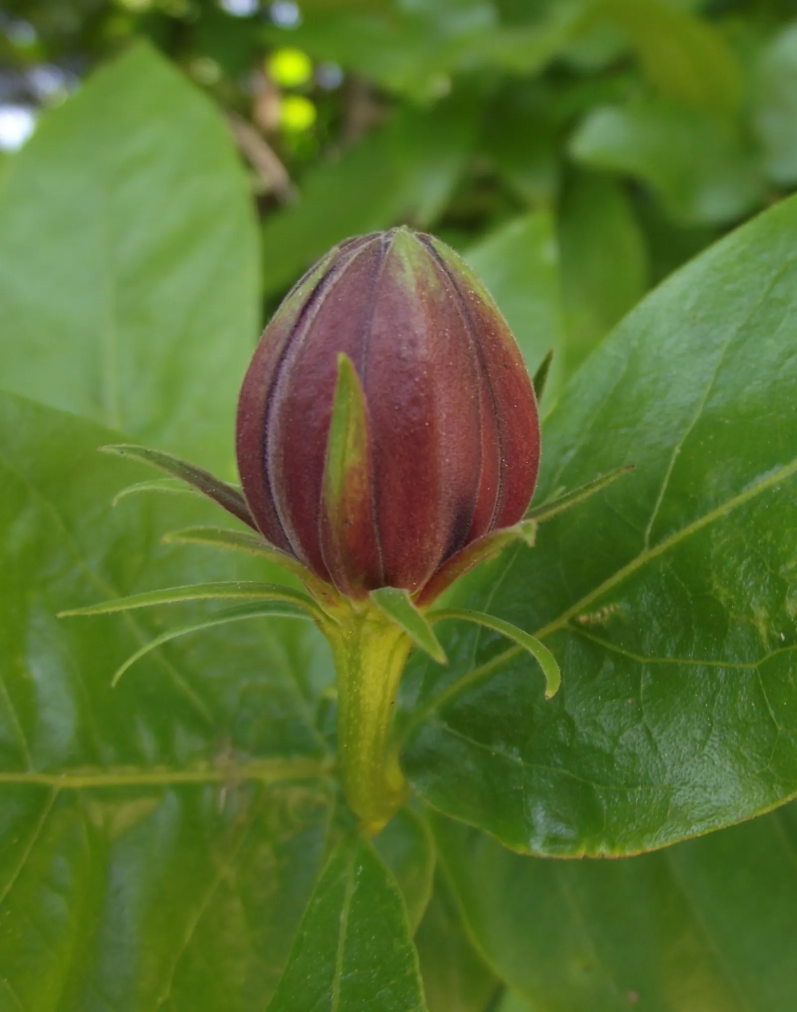 Spice Bush (Calycanthus Occidentalis) — For horticultural zones 7 through 9; it features aromatic, maroon to reddish-brown flowers in late spring, image 115