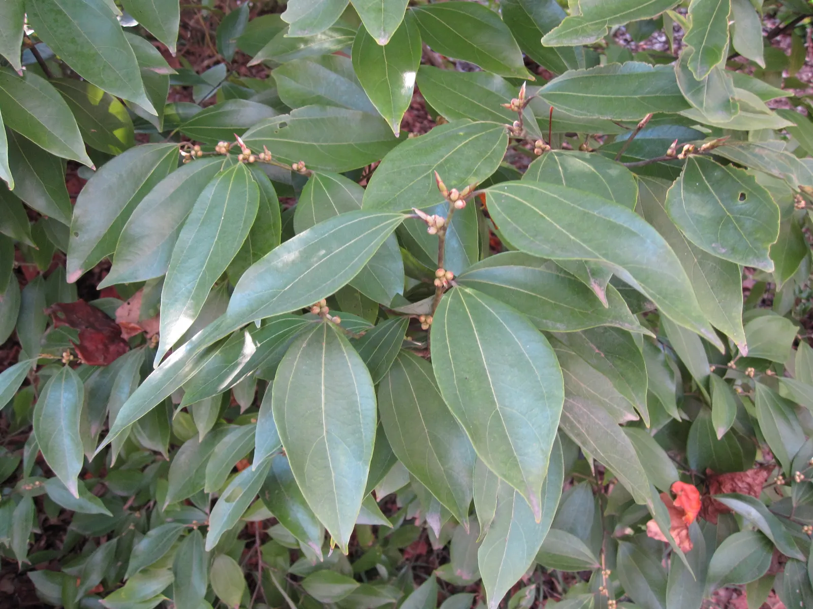 Spice Bush (Calycanthus Occidentalis) — In late spring to early summer, visitors will be awed by the plant's intriguing dark red to maroon flowers, image 136
