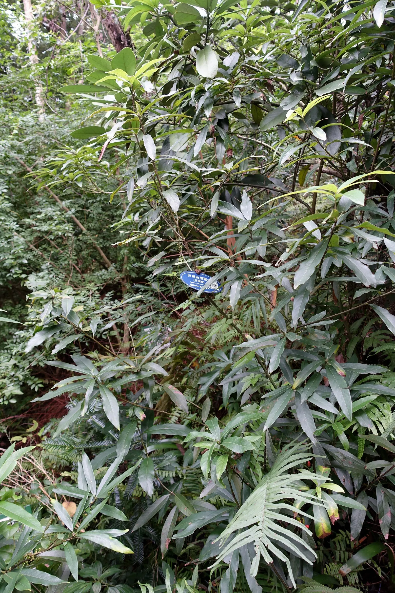 Spice Bush (Calycanthus Occidentalis) — Calycanthus occidentalis, commonly known as Spice Bush, is a deciduous shrub native to western North America; it