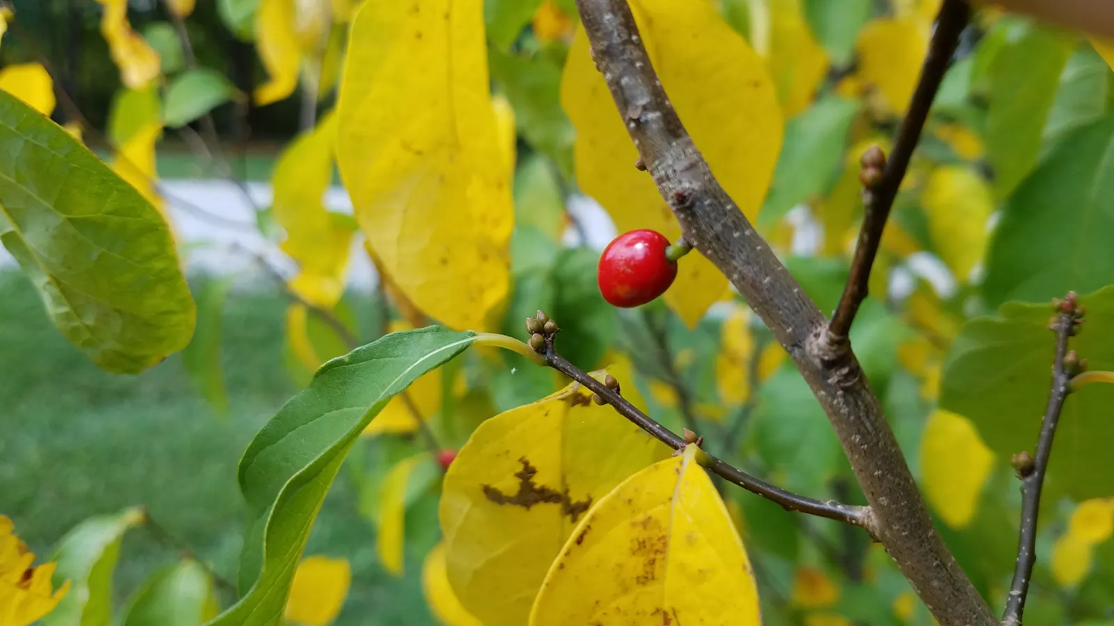 Spice Bush (Calycanthus Occidentalis) — It is relatively adaptable, however, tolerating a range of soil types; affording flexibility in maintaining, image 189