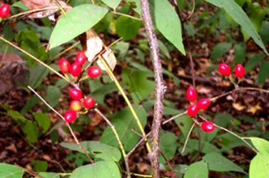 Spice Bush (Calycanthus Occidentalis) — For horticultural zones 7 through 9; it features aromatic, maroon to reddish-brown flowers in late spring, image 165