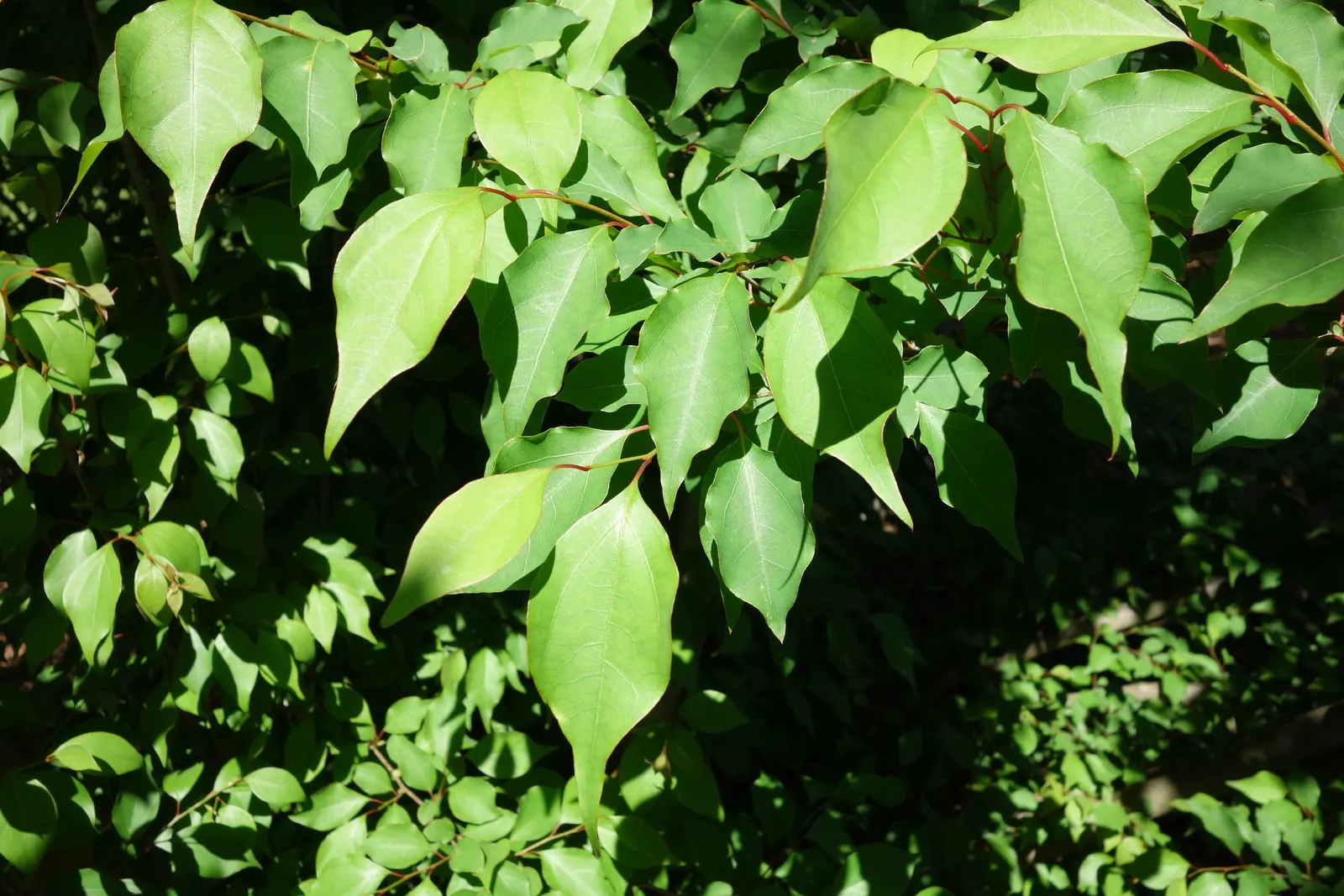 Spice Bush (Calycanthus Occidentalis) — green leaves blanket the shrub throughout the growing season; each leaf ranges from 2 to 6 inches long, image 184