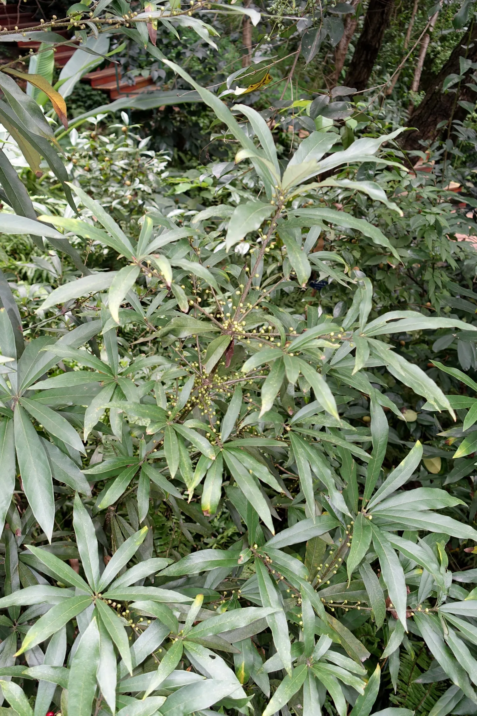 Spice Bush (Calycanthus Occidentalis) — It features aromatic, maroon to reddish-brown flowers in late spring and summer, framed by glossy green, image 127