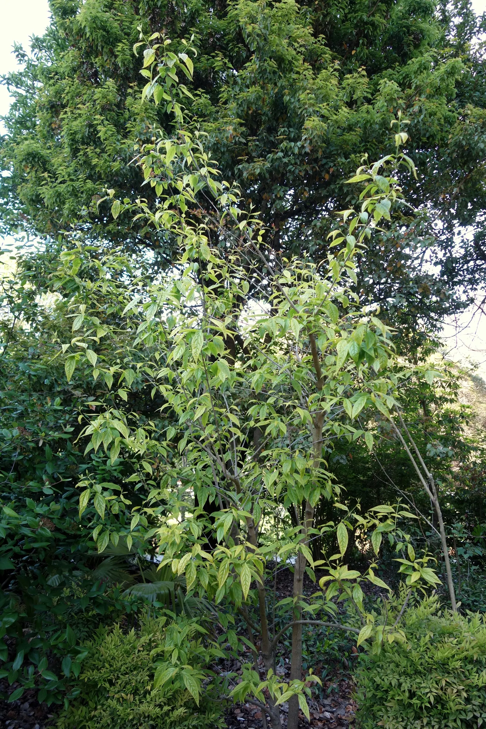 Spice Bush (Calycanthus Occidentalis) — Each leaf ranges from 2 to 6 inches long, exuding a delightful spicy fragrance when crushed