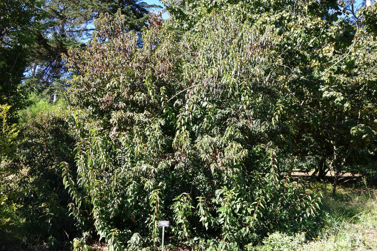 Spice Bush (Calycanthus Occidentalis) — it reaches up to 9 feet in height and spreads to 12 feet; shrub for half or shade, image 54
