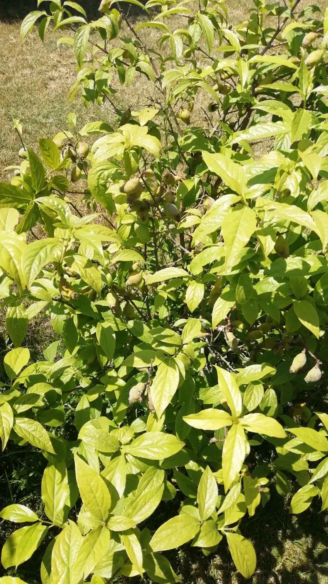 Spice Bush (Calycanthus Occidentalis) — it renders a robust performance; green leaves blanket the shrub throughout the growing season, image 141