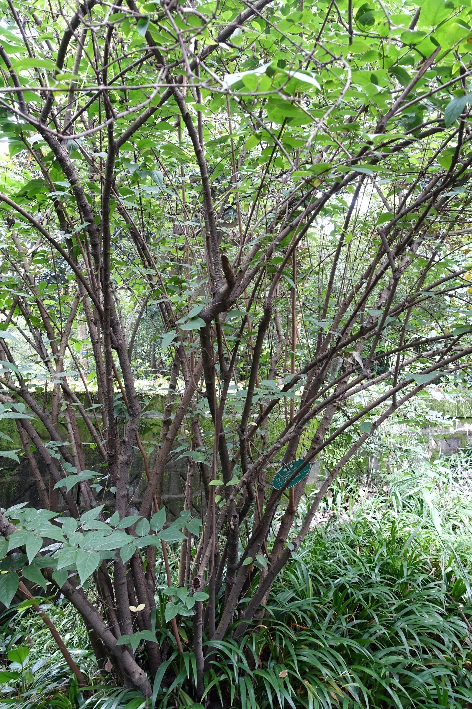 Spice Bush (Calycanthus Occidentalis) — red flowers in the garden; particularly the western United States, image 73