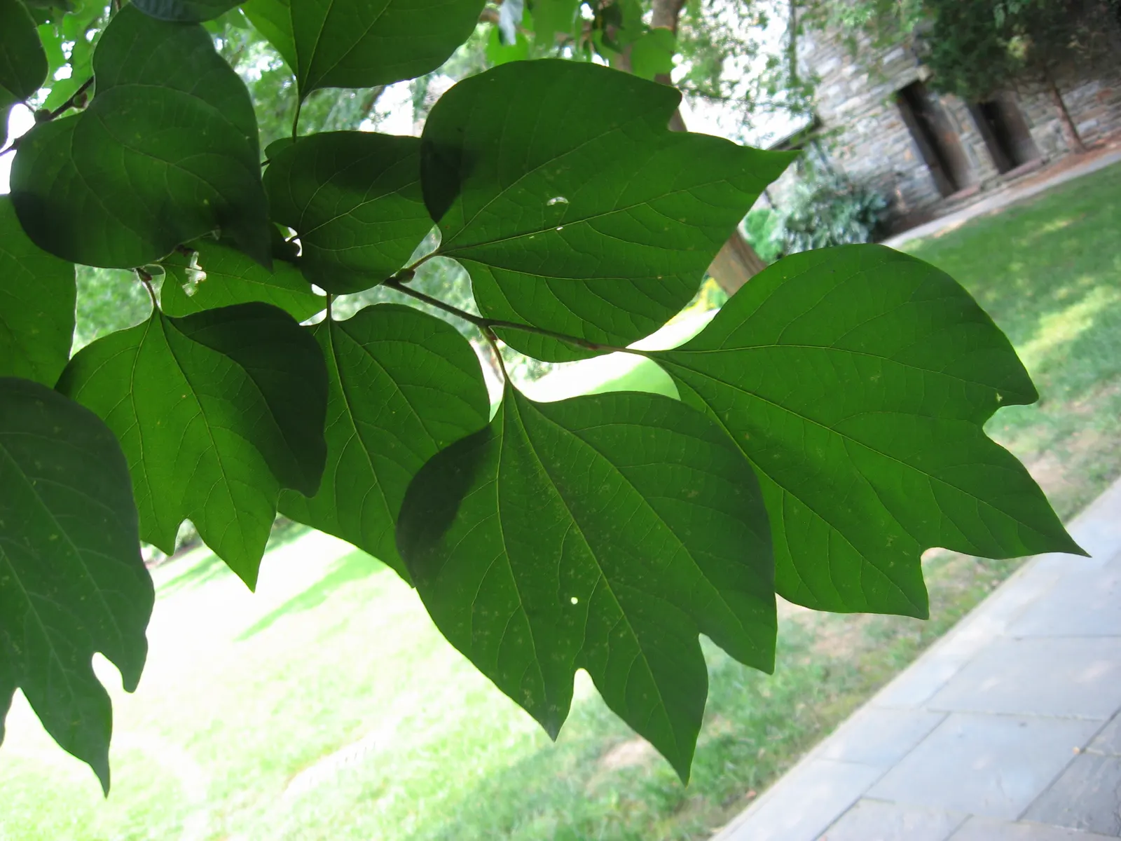 Spice Bush (Calycanthus Occidentalis) — with minimal care required once established.<br><br>When designing a landscape; it renders a robust, image 92