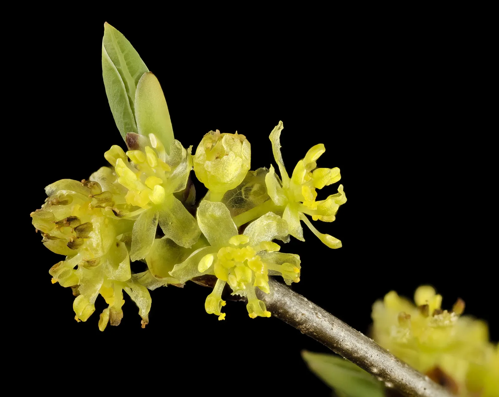 Spice Bush (Calycanthus Occidentalis) — it renders a robust performance; green leaves blanket the shrub throughout the growing season, image 116