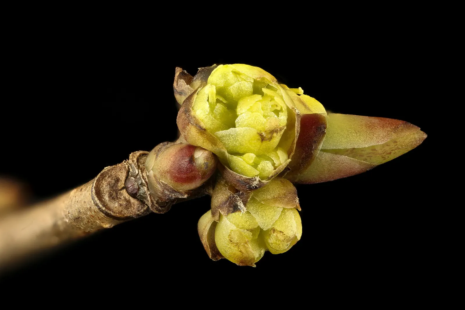 Spice Bush (Calycanthus Occidentalis) — affording flexibility in maintaining the desired shape and size; typically about 2 to 3 inches across, image 145