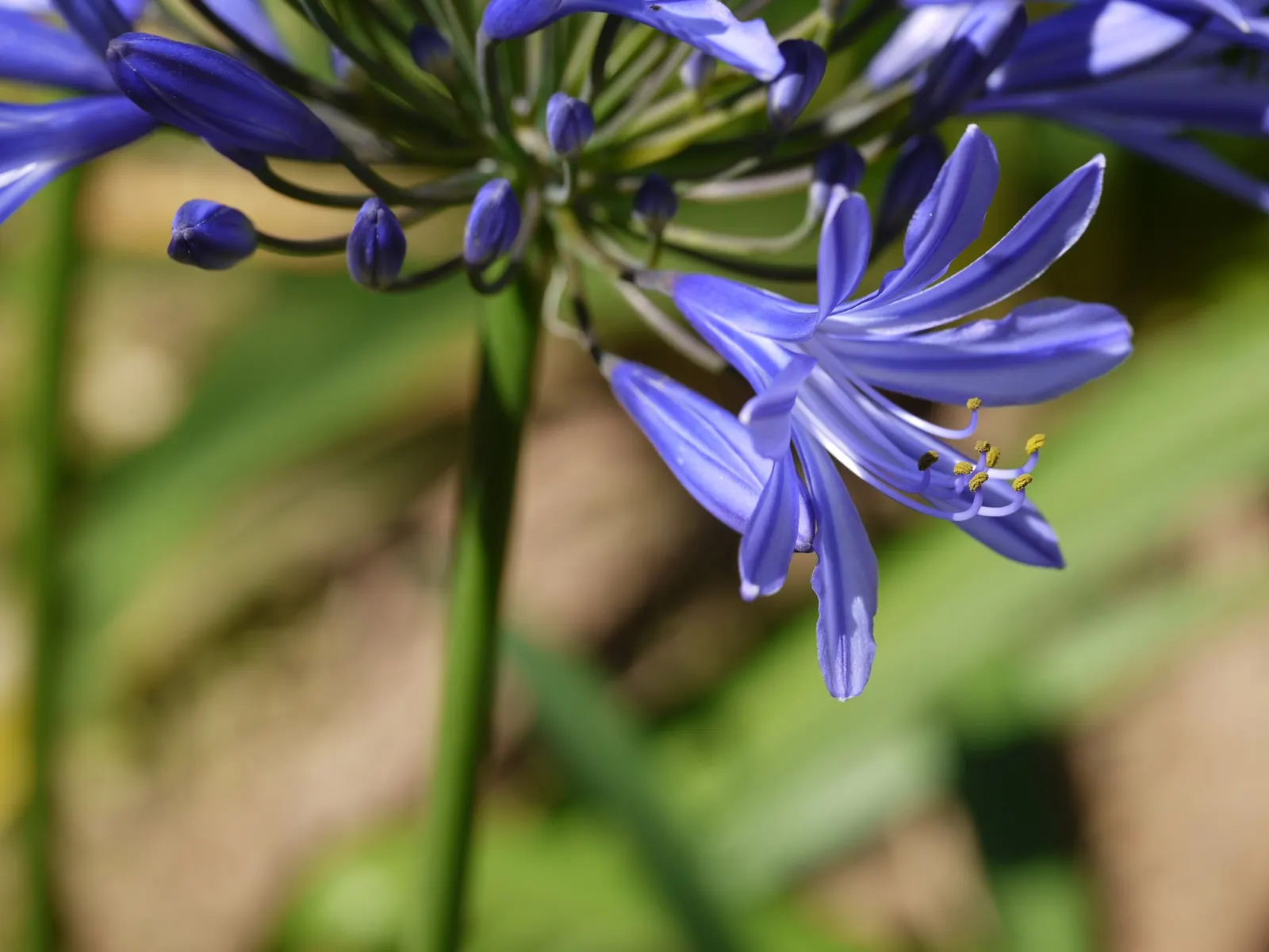 Lily Of The Nile (Agapanthus Africanus) — is a striking perennial that graces many landscapes with its vibrant hues and globular flower heads