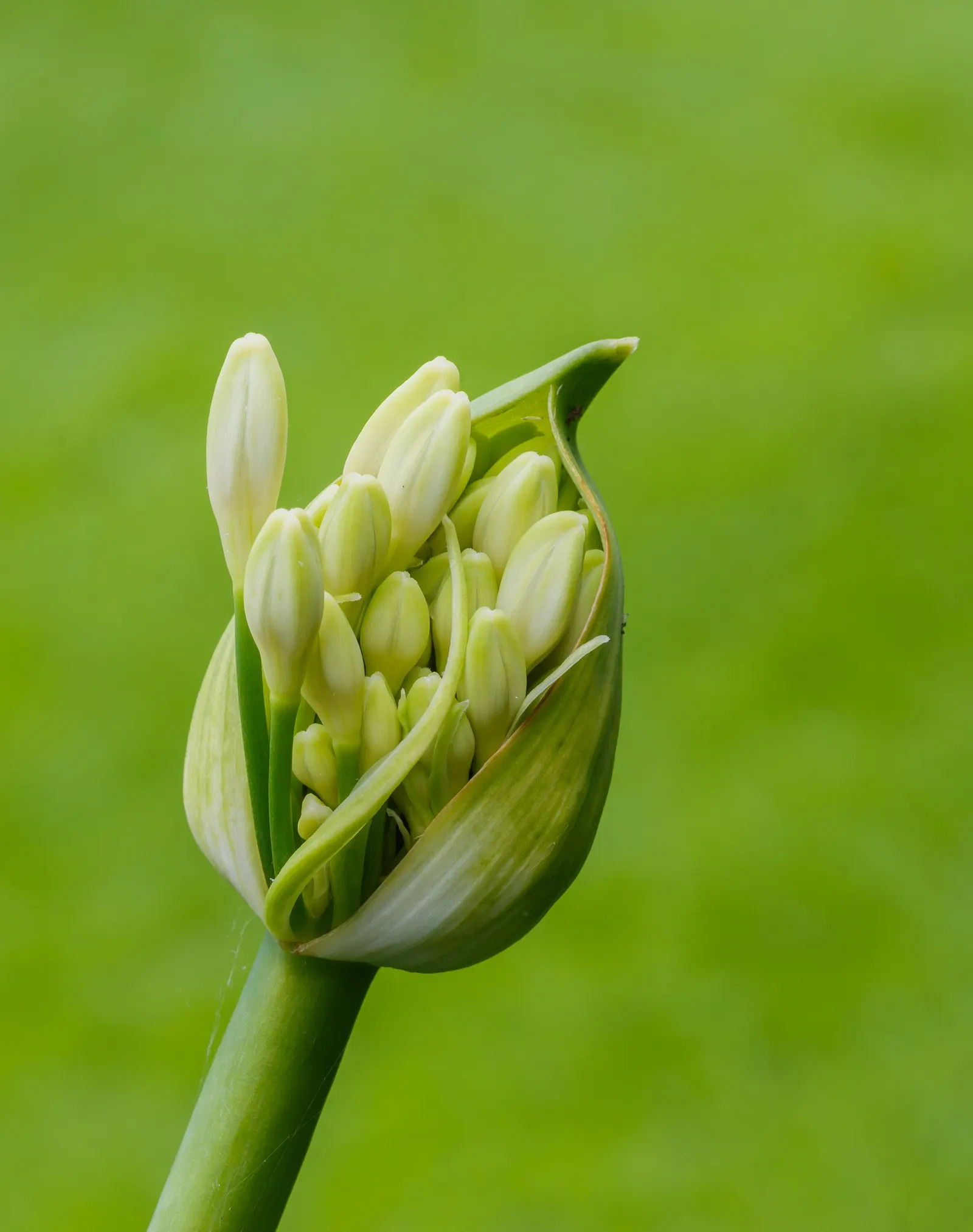 Lily Of The Nile (Agapanthus Africanus) — Durable and low-maintenance, they accent borders and work well in mass plantings or containers, image 59