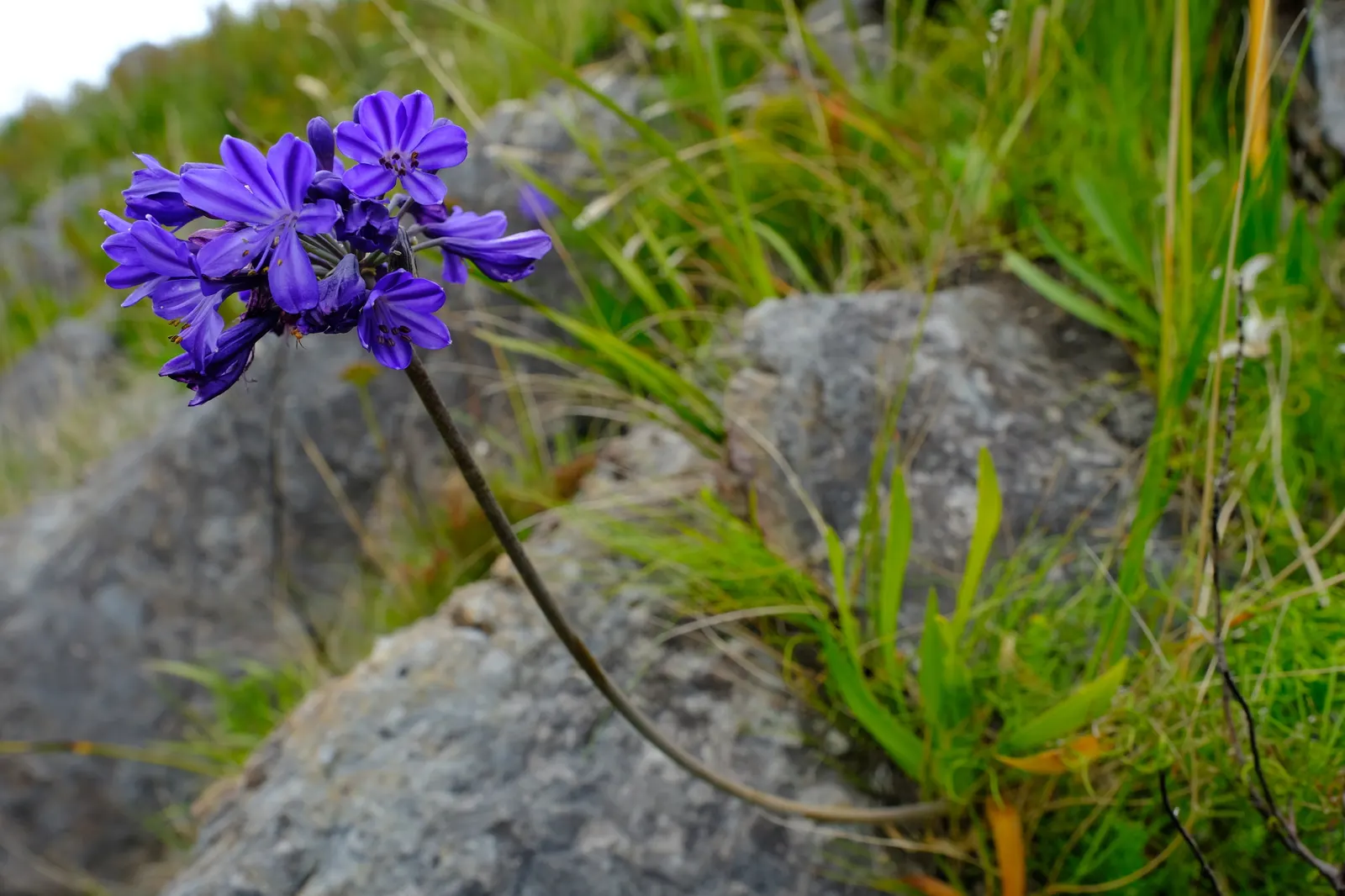 Lily Of The Nile (Agapanthus Africanus) — scientifically termed Agapanthus africanus; withstanding short periods of drought once established