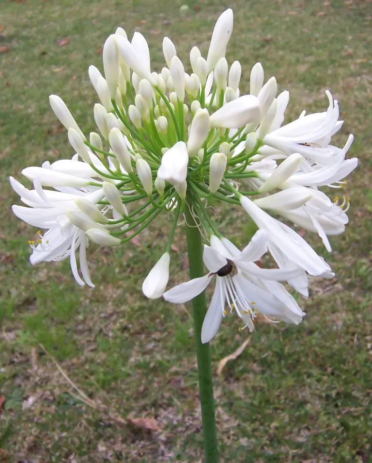 Lily Of The Nile (Agapanthus Africanus) — The Lily of the Nile (Agapanthus africanus) features striking globes of trumpet-shaped