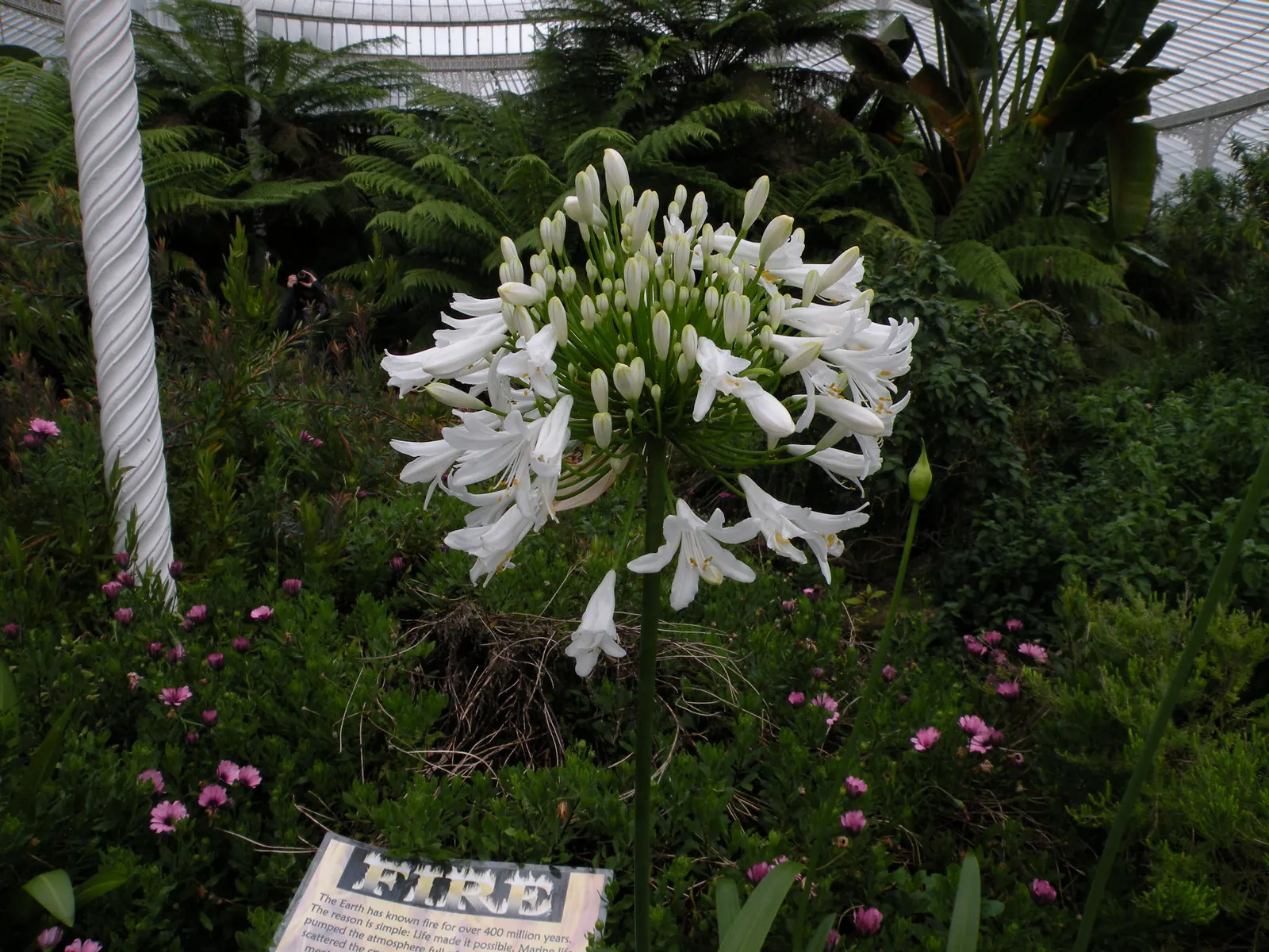 Lily Of The Nile (Agapanthus Africanus) — Hardy in USDA zones 8 to 10