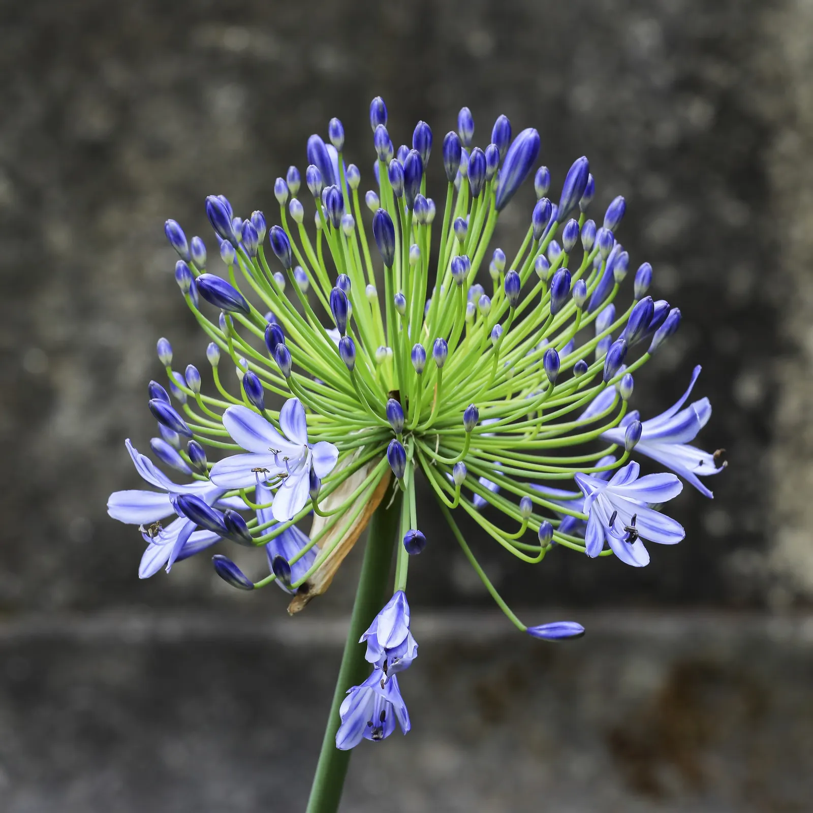 Lily Of The Nile (Agapanthus Africanus) — ground cover / perennial for full or half; or as a focal point in a garden design