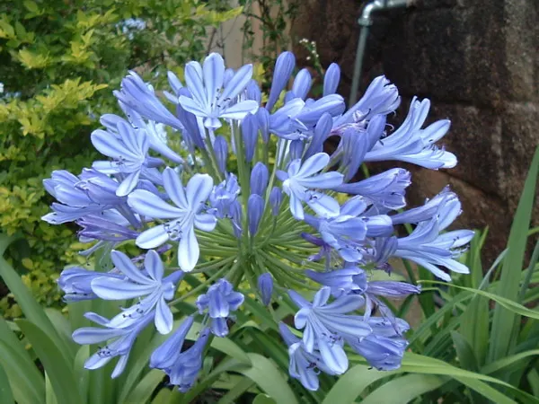 Lily Of The Nile (Agapanthus Africanus) — attracting pollinators like bees and butterflies.<br><br>For ideal growth; the Lily of the Nile (Agapanthus