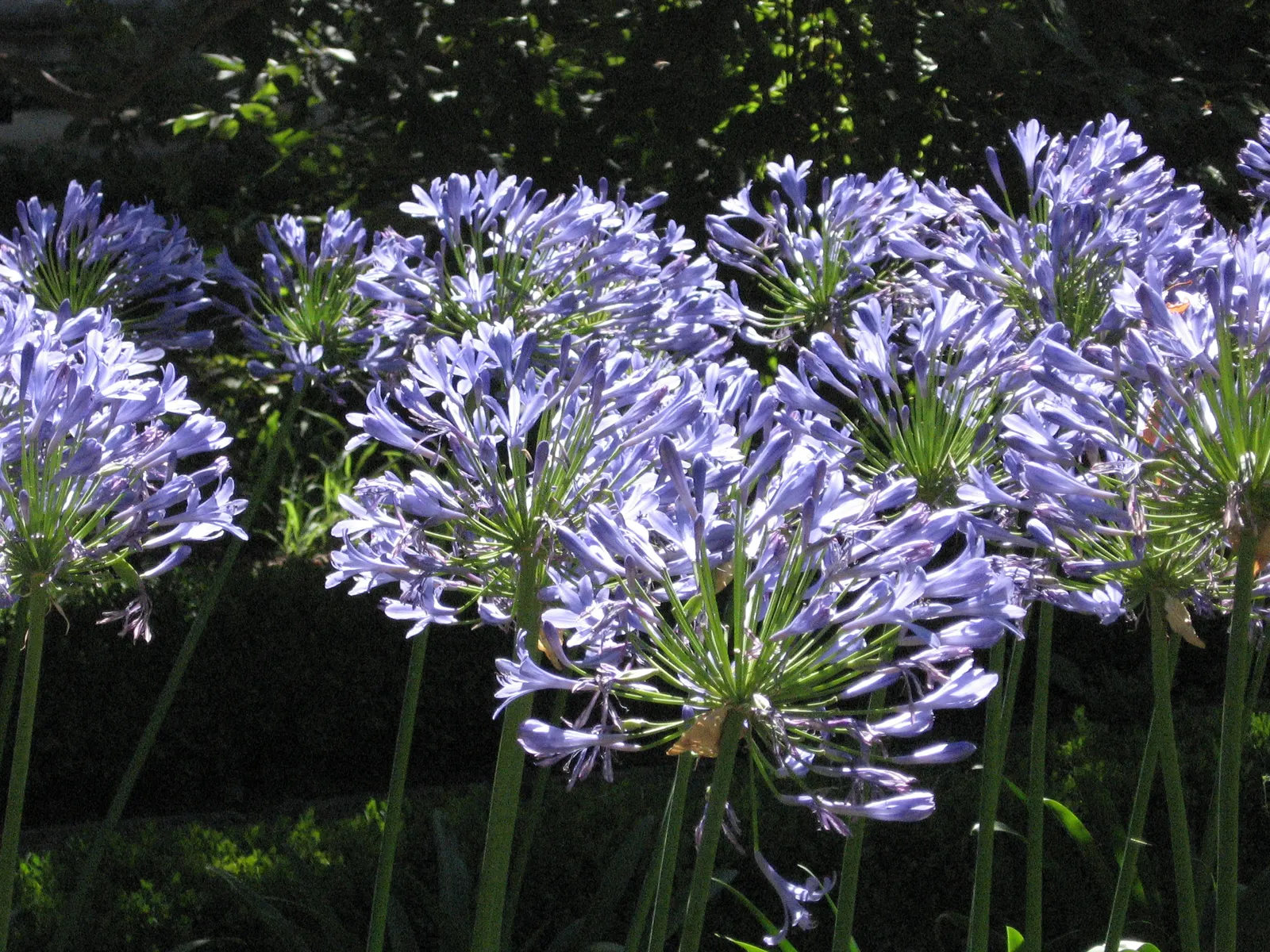 Lily Of The Nile (Agapanthus Africanus) — Their lush, strap-like foliage forms clumps roughly 18-24 inches wide; blue flowers in the garden, image 58