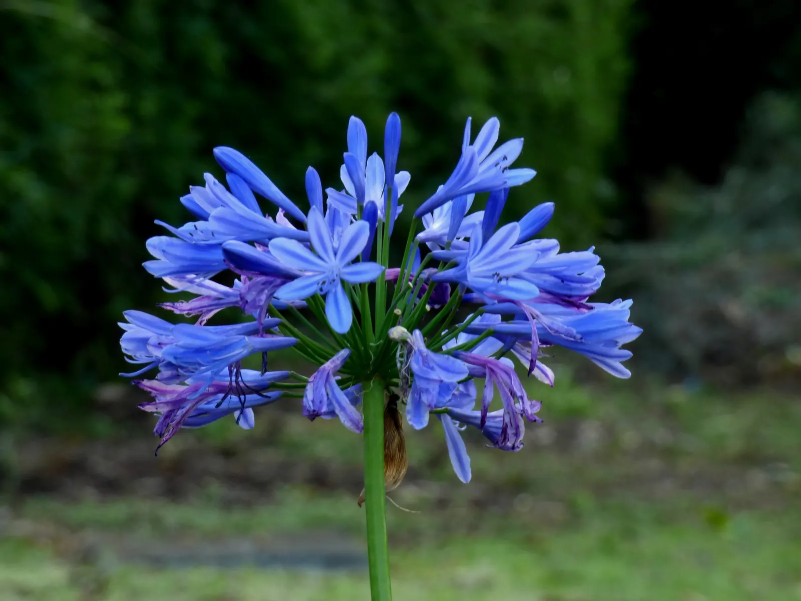 Lily Of The Nile (Agapanthus Africanus) — an umbrella-like cluster of trumpet-shaped flowers blossoms; scientifically termed Agapanthus africanus