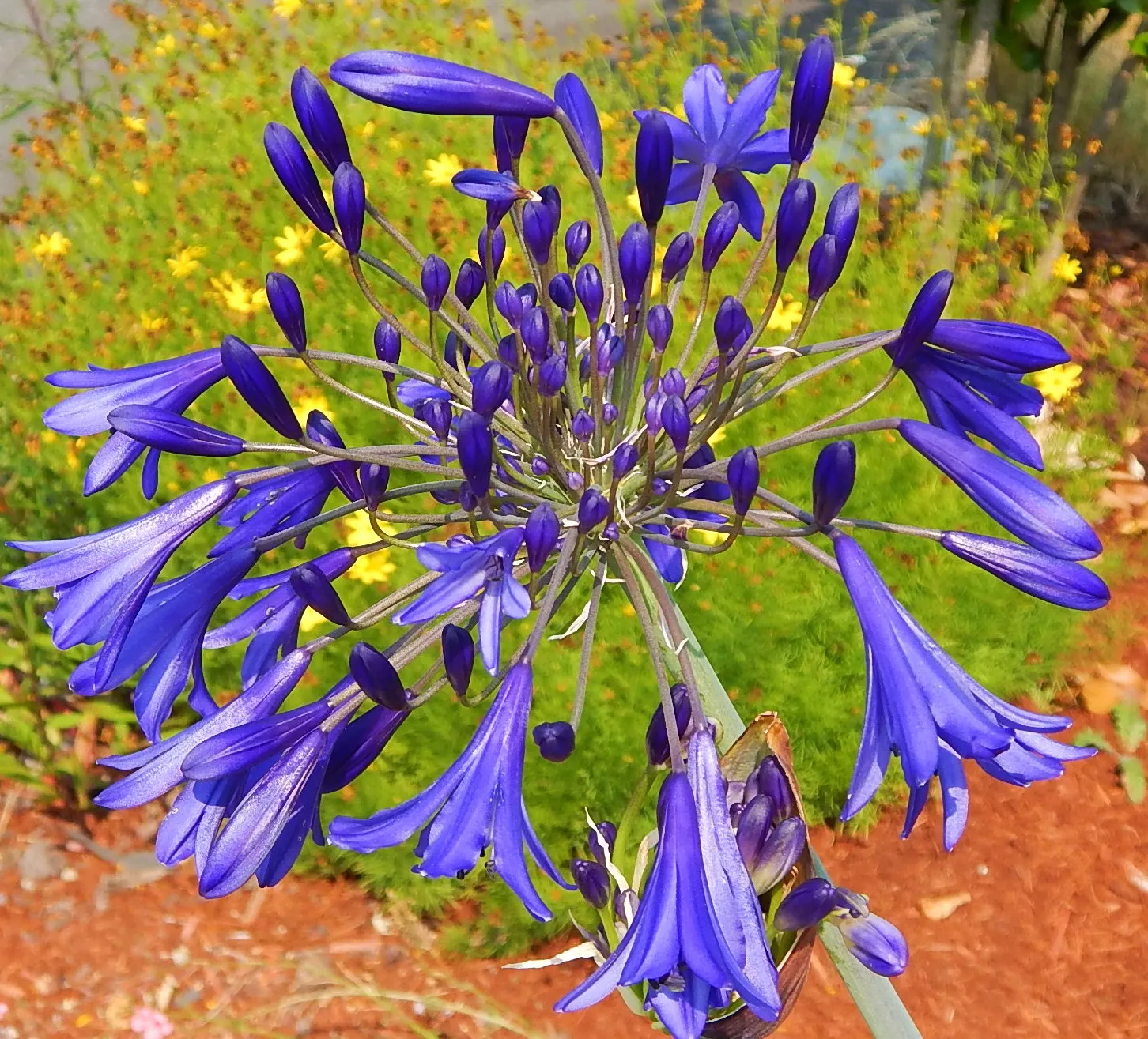 Lily Of The Nile (Agapanthus Africanus) — strap-like foliage provides a lush backdrop for the floral spectacle that unfolds in the summer months; to encourage