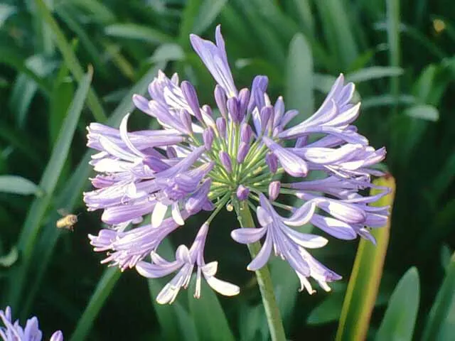 Lily Of The Nile (Agapanthus Africanus) — Durable and low-maintenance, they accent borders and work well in mass plantings or containers